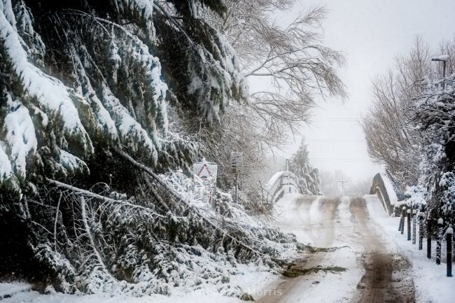 Winter Bites