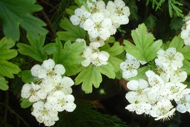 And so it begins ... - Hawthorn (May) blossom has been cascading from the branches since early April this year - Photographer Eynsham Online