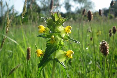 yellow rattle - Photographer High Weald Landscape Trust