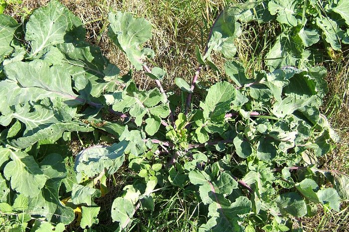 Wild cabbage