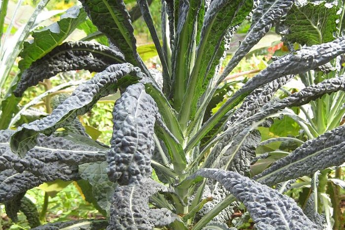 fashionable (and healthy) Cavolo nero