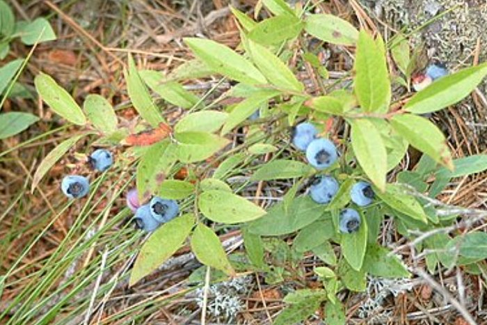 Blueberry growing wild