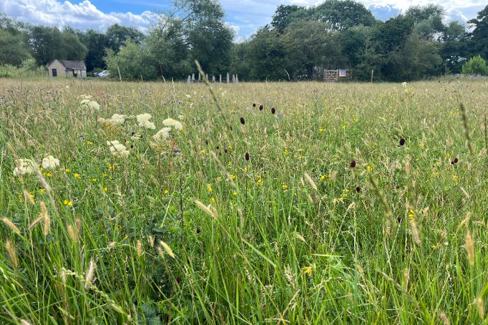 The Neyotts Restoration Meadow Near Eynsham Lock - Photographer Anna Parrinder