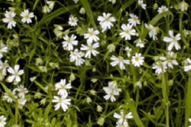 Stitchwort along a public bridleway by New Wintles Farm, north of the A40 - Photographer Nigel Pearce