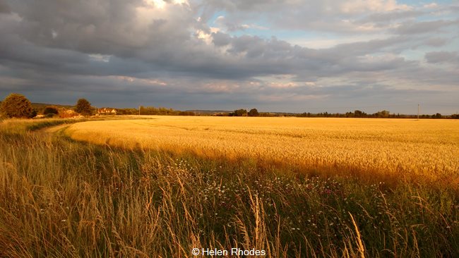Summer evening light over the fields, Twelve-Acre Farm